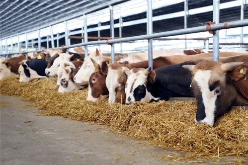 心 安 處即 安順 安順市創新探索 安心 系列改革助推高質量發展