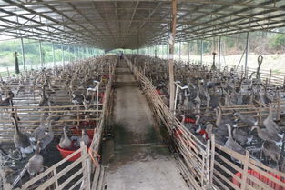 快來打call,電白實現 雙豐收 原來是