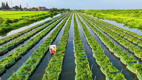 江西南昌 立體生態養殖 供應水產市場