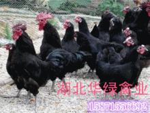 綠殼蛋雞雞報價 廠家