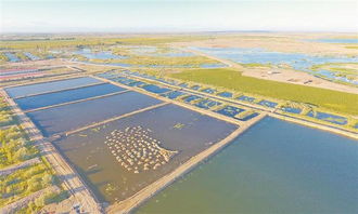 新疆生產建設兵團 師市動態 特色水產養殖助增收