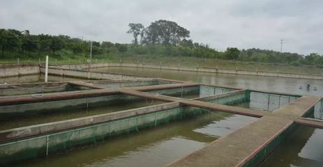 640立方推水池養的魚高于18畝魚塘收益 !佛山三水池塘生態推水養殖模式