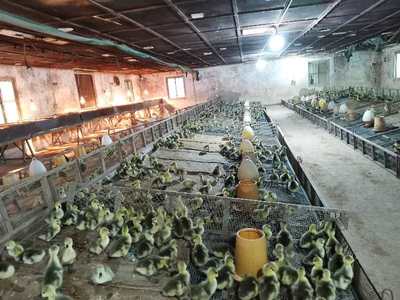 【走向我們的小康生活】汕頭:澄海獅頭鵝年產值將超50億元