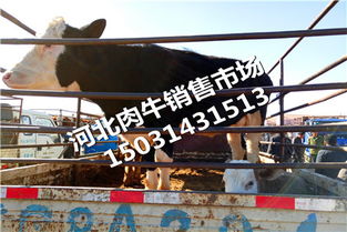 吉林延邊朝鮮族肉牛犢價格肉牛批發肉牛養殖公司