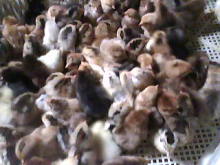 產品展示 | 河北邢龍柴雞養殖基地