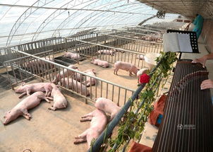 華英農業前三季度凈利潤同比增長2655