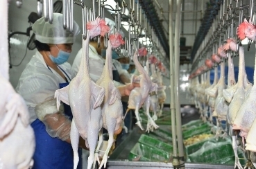 天農18年匠心發展全產業鏈格局,讓昔日國宴雞清遠雞,飛入尋常百姓家!