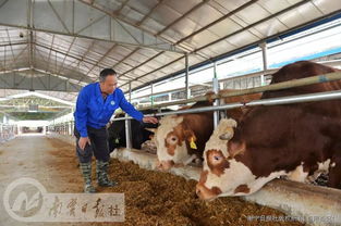 不搞花架子 南寧上林依托粵桂扶貧協作交出脫貧新成績,快為它點贊