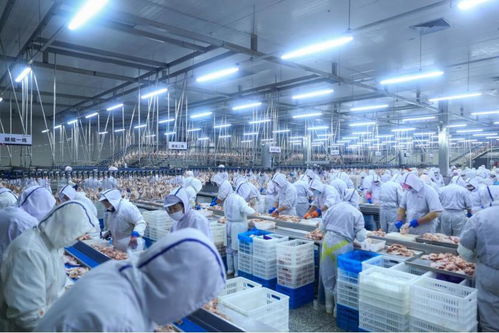 記者手記 沈陽的 一只雞 如何孵出百億元產業鏈