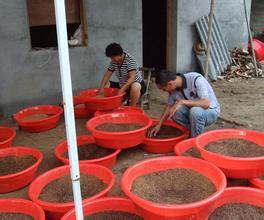 河南大型土元養殖基地_農副產品_世界工廠網