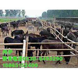 山東山東肉驢養殖場批發 山東肉驢養殖場供應 山東肉驢養殖場廠家 