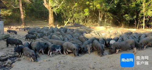 闖出精彩 瓊中女 豬倌 養五腳豬帶動七千余人共同發展