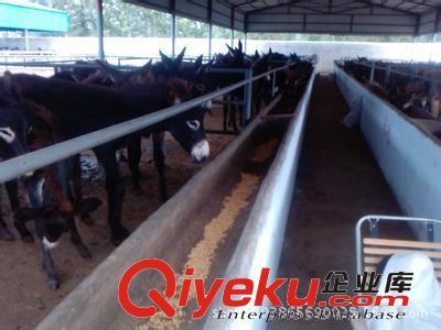 肉驢養殖場,肉驢品牌,養殖肉驢基地,山東養殖業圖片|肉驢養殖場,肉驢品牌,養殖肉驢基地,山東養殖業產品圖片由濟寧御森綠化苗木公司生產提供-