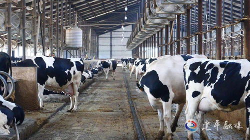 安興牧業 高科技生態養殖實現節本增效