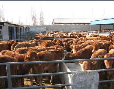 【改良牛養殖基地】價格、產品供應,改良牛養殖基地廠家批發-1024商務網