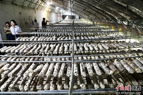 秦創原軒轅科技創新中心 助力縣域經濟發展 加速跑