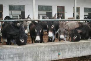 山東肉驢養殖基地場_農副產品_世界工廠網
