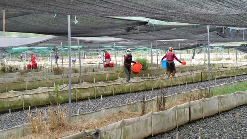 南漳 天氣回暖 水產養殖迎來生產旺季