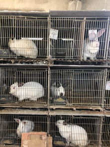 貴州這道美食讓你贊不絕口