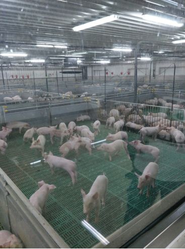 金球有機豬肉和家樂福沈陽塔灣店邀請顧客參觀有機豬肉養殖基地