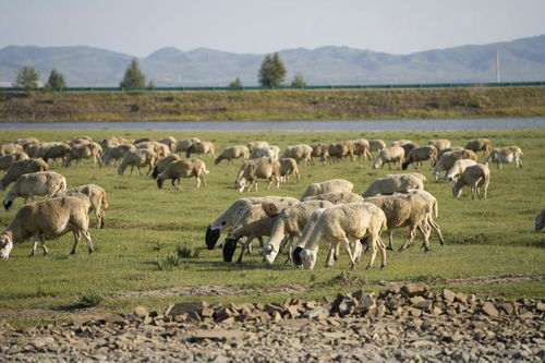 大國工程丨賦能農牧業,聯塑樹立內蒙古奶牛養殖基地新標桿