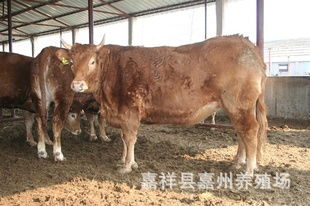 山東萬頭肉牛養殖場 廣東肉牛養殖場 廣西肉牛養殖場指導價 山東萬頭肉牛養殖場 廣東肉牛養殖場 廣西肉牛養殖場行情