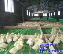 【武漢麻鴨產品庫】_價格/圖片/廠家 - 湖北產品庫