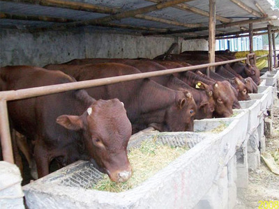 順昌肉牛養殖基地,山東佳友牧業存欄量多,信譽好,價格低!產品的資料 - 山東機電網
