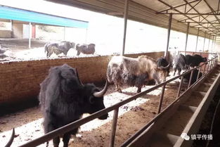 鎮平柳泉鋪中法肉牛養殖基地扶貧幫困