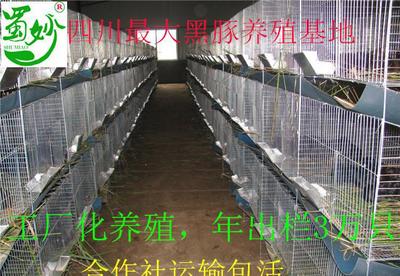 重慶那有黑豚種苗賣 蜀妙荷蘭豬