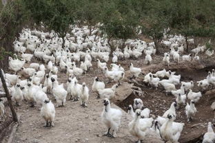 河源珍珠雞養殖基地