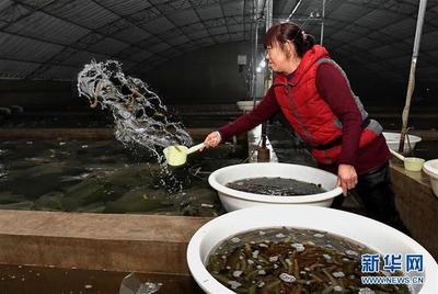 河北樂亭:海產品工廠化養殖助農增收