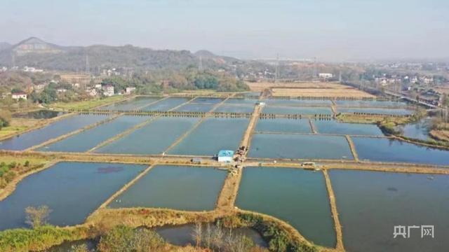 鄉村振興看安徽丨&ldquo;稻蝦共養&rdquo;讓農民走上生態致富路