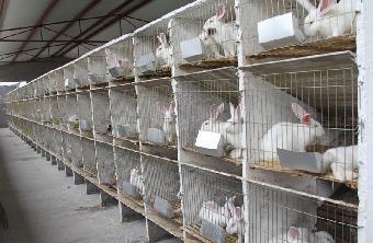 合肥市肉兔養殖基地_志趣網
