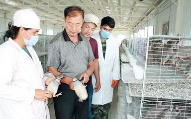 朗如鄉有個鷓鴣養殖基地