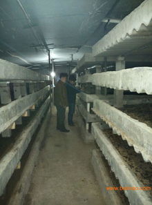 丹江口土元哪家好 鄂州土元,丹江口土元哪家好 鄂州土元生產廠家,丹江口土元哪家好 鄂州土元價格