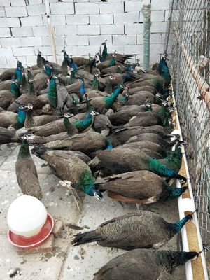 藍孔雀養殖基地 長沙國產孔雀批發基地