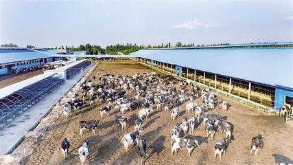 從&ldquo;中國乳都&rdquo;到&ldquo;世界乳業科技之都&rdquo; 呼和浩特乳業升級之路動力強勁_ 呼和浩特市人民政府_長者模式