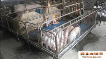 出租養豬場,養殖基地,