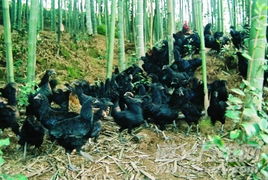 竹海深處的 雞司令