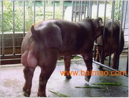 河北種豬養殖廠 大型 生態種豬養殖場 種豬繁育基地 邯鄲康錦, 河北種豬養殖廠 大型 生態種豬養殖場 種豬繁育基地 邯鄲康錦生產廠家, 口碑好