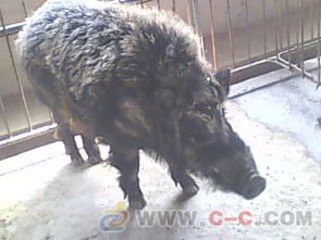 太原純種野豬銷售 長治野豬養殖場 晉中晉城野豬苗批發