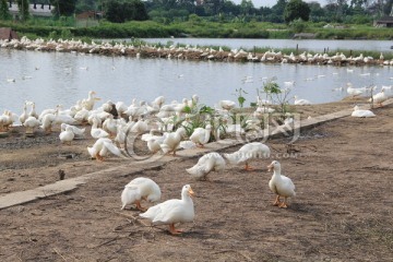 鴨子養殖
