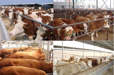 山東省惠民縣養牛基地-魯西黃牛肉牛犢價格