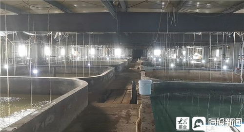 利津縣雙瀛水產 南魚北養延產卵 大棚養殖效益漲