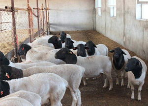 內蒙古杜泊羊養殖基地 哪里的杜泊羊便宜 每只多少錢