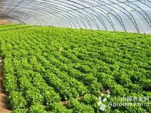 上農批 在啟東建立30000畝蔬菜專供基地 圖