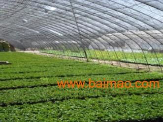 山東省的炫麗 番茄苗育苗基地 坤源農業, 山東省的炫麗 番茄苗育苗基地 坤源農業生產廠家, 山東省的炫麗 番茄苗育苗基地