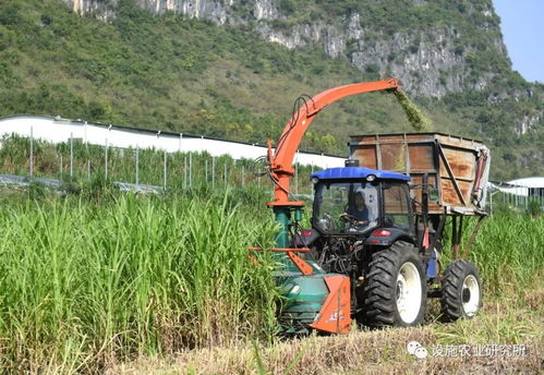 廣西武鳴 基地養殖助增收