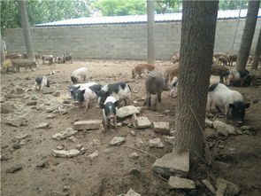 巴馬香豬出售價格 香豬養殖基地